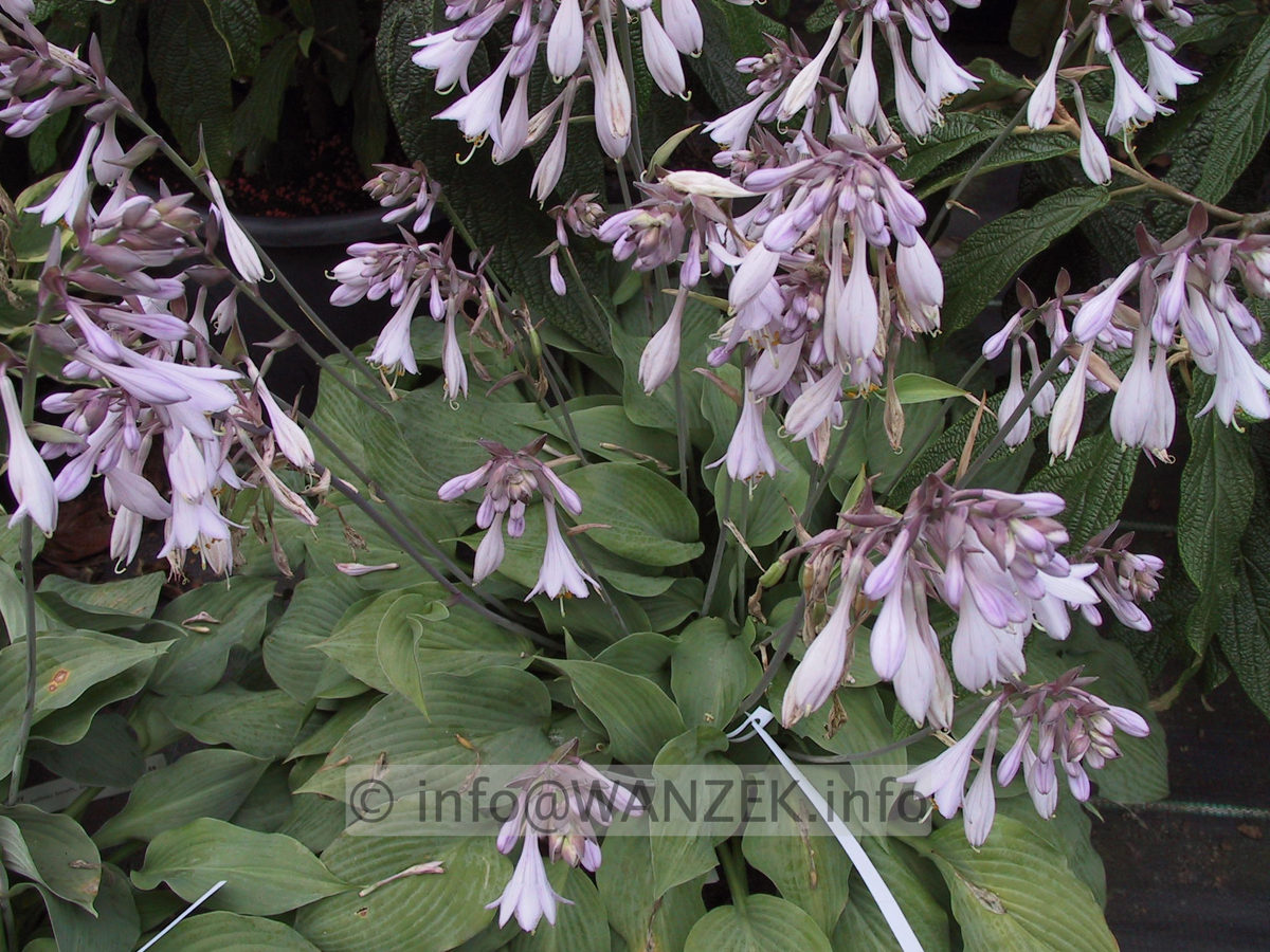 Hosta nakaiana Blue Boy 07.JPG